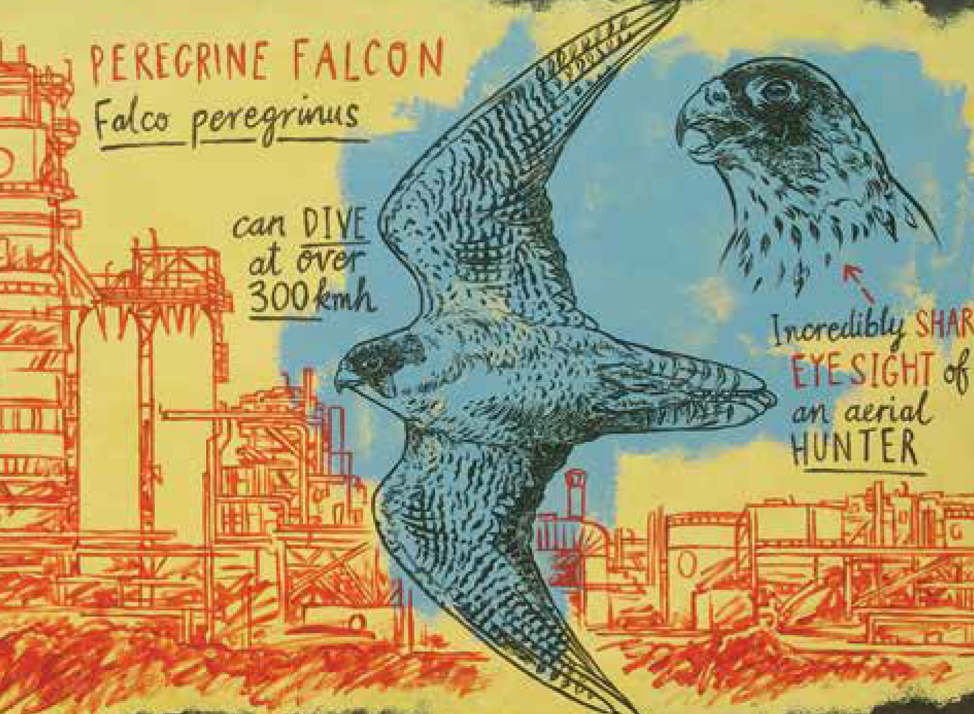 4 Peregrine Falcon_Altona Refinery